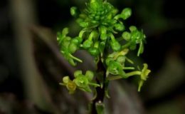 Malaxis-calophylla-
