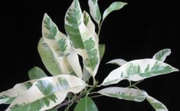Manikara-achras-white-leaf-20