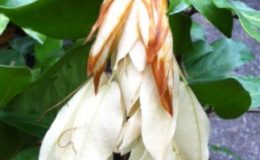 Maniltoa-grandiflora-35-e1451326313648