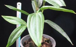Medinilla-magnificalong-leaf-30-e1451326043754