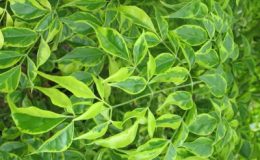Millingtonia-hortensis-variegated-54