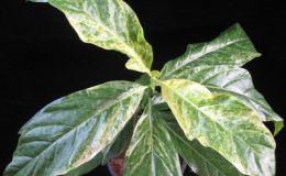Morinda-citrifolia-white-variegated-40-