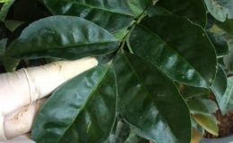 Murraya-paniculata-Himalayan-Giant-leaf-30