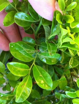 Murraya paniculata ‘Min-a-min’ (big leaf) 25