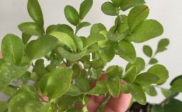 Murraya-paniculata-‘Dwarf’-wavy-leaf-