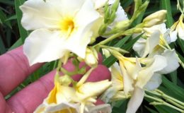 Nerium-oleander-Dwarf-cream-flower-24