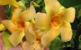 Odontadenia-macrantha-35