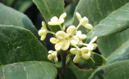 Osmanthus-fragrans-white-flower-20