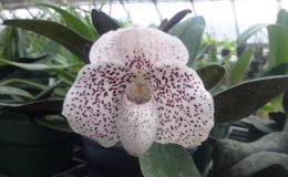 Paph.Asteroid