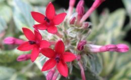 Pentas-red-flower-variegated-30-1