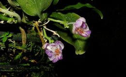 Phalaenopsis-appendiculata-