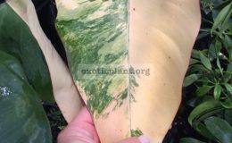Philodendron-Emerald-Red-variegated-