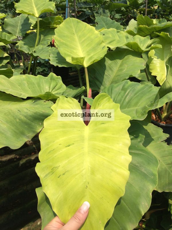 Philodendron-Jungle-Fever-variegated-T01-philodendron-Loa-Spot-