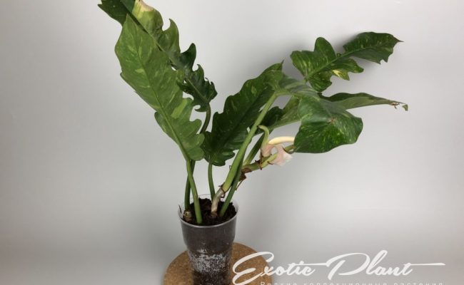 Philodendron Ring of Fire#1 15-30