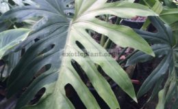 Philodendron-sp.T31-variegated