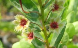 Phyllanthus-pulcher-20-