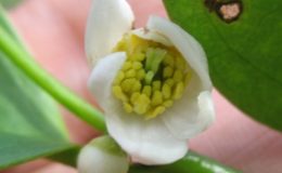 Polyalthia-parviflora-Annonaceae-26