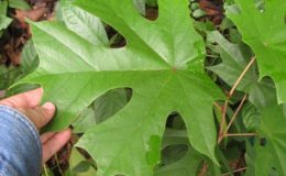 Pterospermum-acerifolium-Sterculiaceae-southern-Thailand-TF-38