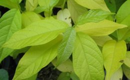 Quisqualis-indica-yellow-leaf-26