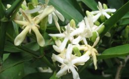 Randia-horrida-Rubiaceae-26