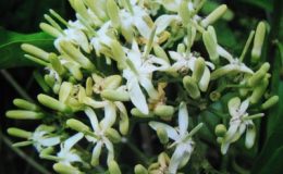 Randia-oppositifolia-Rubiaceae-30