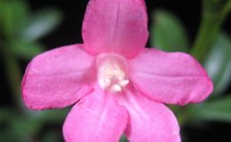 Ravenia-spectabilispink-flower-18-