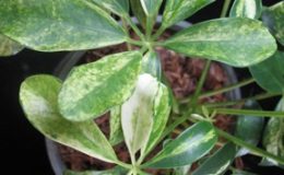 Schefflera-arboricola-variegata-30-