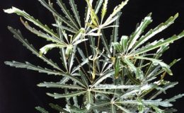 Schefflera-elegantissima-25