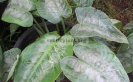 Schismatoglottis-picta-curly-leaf-750-1-1
