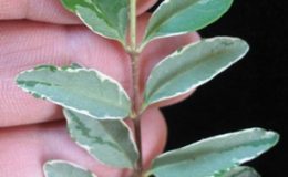 Serissa-foetida-variegata-Selection-20