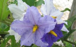 Solanum-wrightii-23