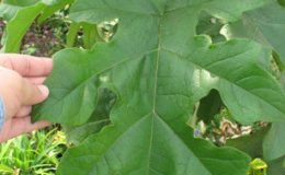 Solanum-wrightii-23-e1451313238323-2