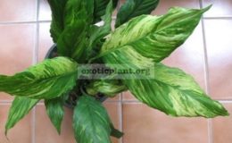 Spathiphyllum-Manua-Loa-White-variegated-30-1-1