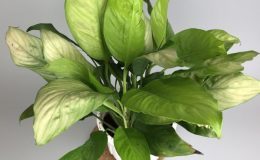Spathiphyllum Silver and Gold big