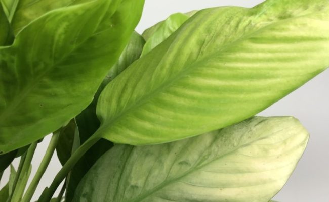 Spathiphyllum Silver and Gold big