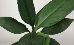 Spathiphyllum cochlearispathum ‘Sunny Sails’ (green form) #1 35