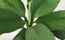Spathiphyllum cochlearispathum ‘Sunny Sails’ (green form) #2 35
