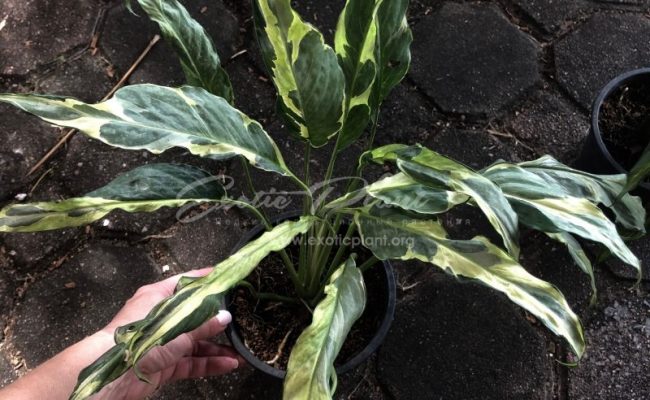 Spathiphyllum hybrid ex Indonesia