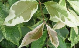 Syzygium-cumini-albomarginata-45