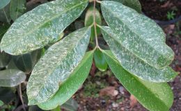 Syzygium-cumini-variegated-35-