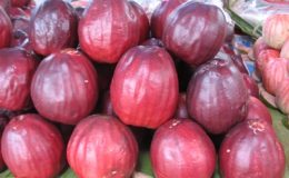 Syzygium-malaccense-ruby-fruit-23