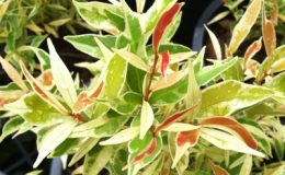 Syzygium-paniculatum-albomarginata-50