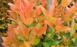 Syzygium-paniculatum-orange-leaf-TF-20-e1451311749994