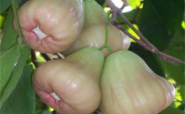 Syzygium-samarangense-Petchaburi-35