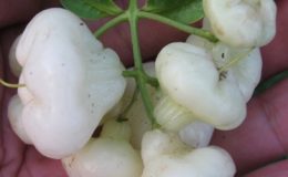 Syzygium-samarangense-small-and-white-fruit-30