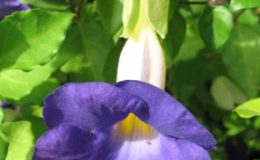 Thunbergia-erecta-purple-South-Africa-14