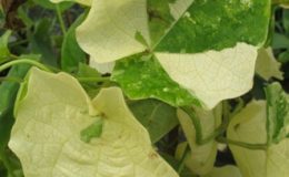 Thunbergia-grandiflora-white-variegated-30