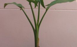 Typhonodorum-lindleyanum-Madagascar-28-e1451309432740