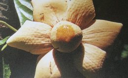 Uvaria-grandiflora-var-flava-35
