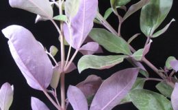 Vitex-rotundifolia-purple-leaf-TF-30-